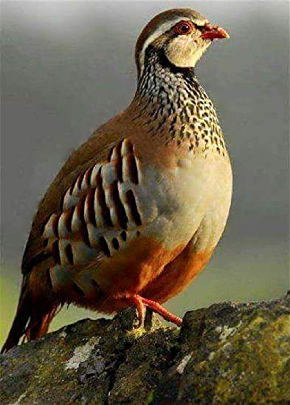 Paint by Number Kits - Pheasant 16x20 Inch Linen Canvas Paintworks - Digital Oil Painting Canvas Kits for Adults Children Kids Decorations Gifts (No Frame)