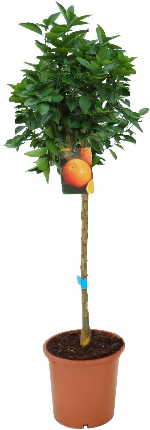 1 ÁRBOL NARANJO ¡NATURAL! - Maceta C25 (Envíos sólo a Península ...