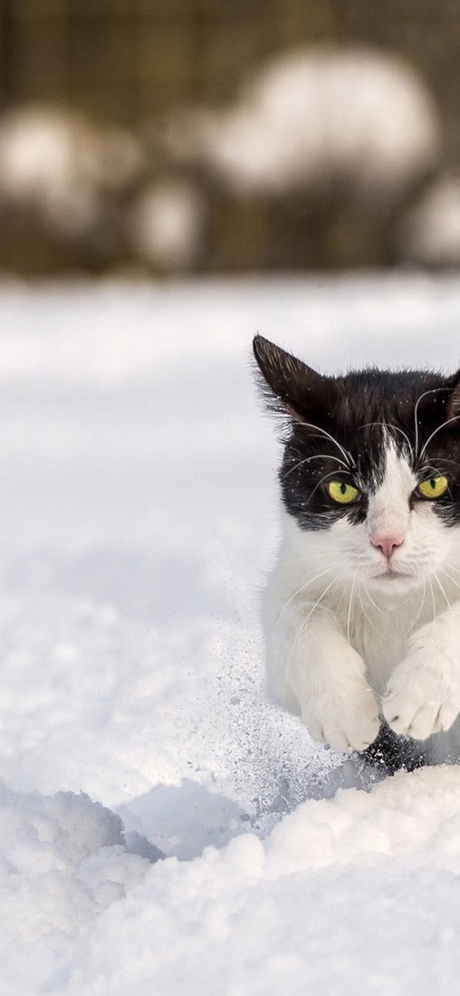 PeelitStickit Cat, Animal Wall Murals ID-117, vinyl