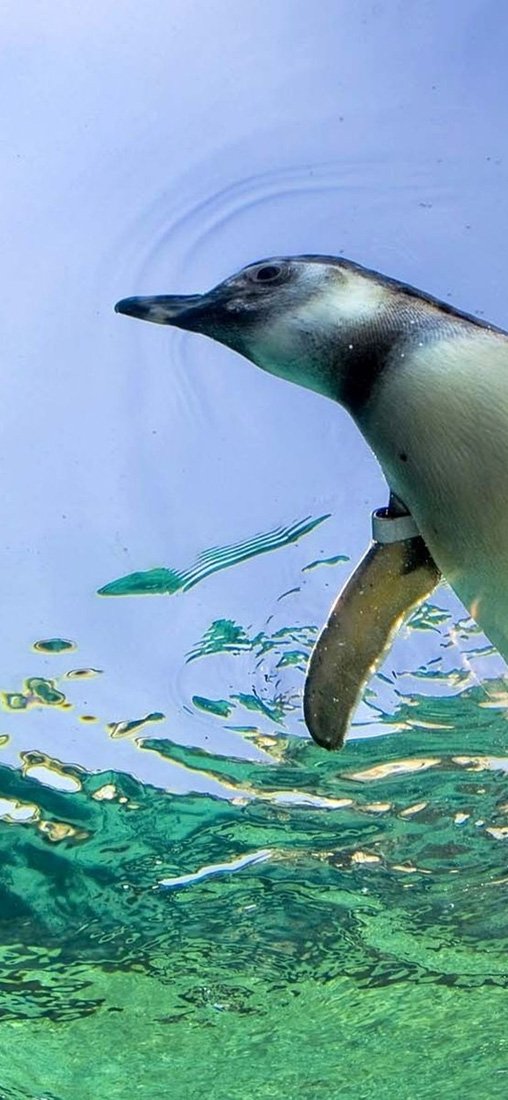 PeelitStickit Underwater, Undersea Wall Murals, ID-059, vinyl