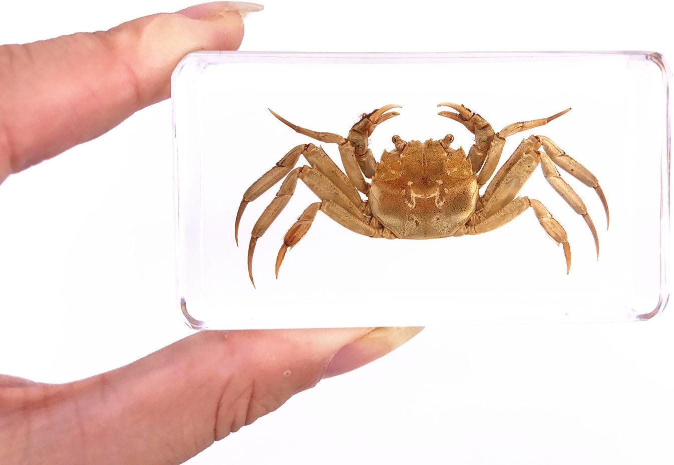 QTMY Biology Science World Collection of Real Insect Specimen Paperweight (Hairy Crabs)