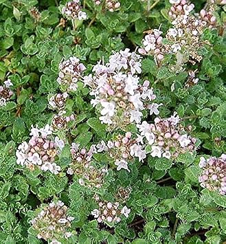 Teppich Thymian Pink Chintz Thymus Serpyllum Amazon De Garten
