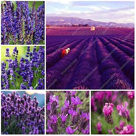 Amazon ホームガーデンのために50個ラベンダーアングスティフォリアの種子輸入バニラ美しいラベンダーの花アウトドアの種 パープル 果物