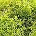 NW Wholesaler Bright Green Preserved Reindeer Moss - 2oz - Indoor Outdoor for Potted Plants, Terrariums, Fairy Gardens, Arts and Crafts or Floral Decor Design (Chartreuse)