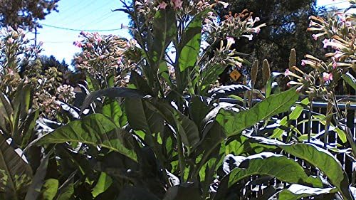 Izmir Orientale Tobacco Seeds Now Availible!