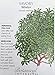 Winter Savory Seeds - 200 mg - Perennial