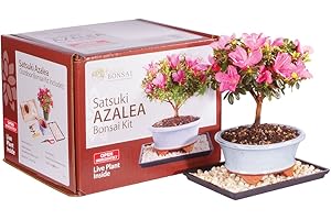 Brussel's Bonsai Live Satsuki Azalea Bonsai Outdoor Tree Gift Bundle - Medium Azalea Tree - Bonsai Kit with Bonsai Pot, Soil, and Bonsai Tray