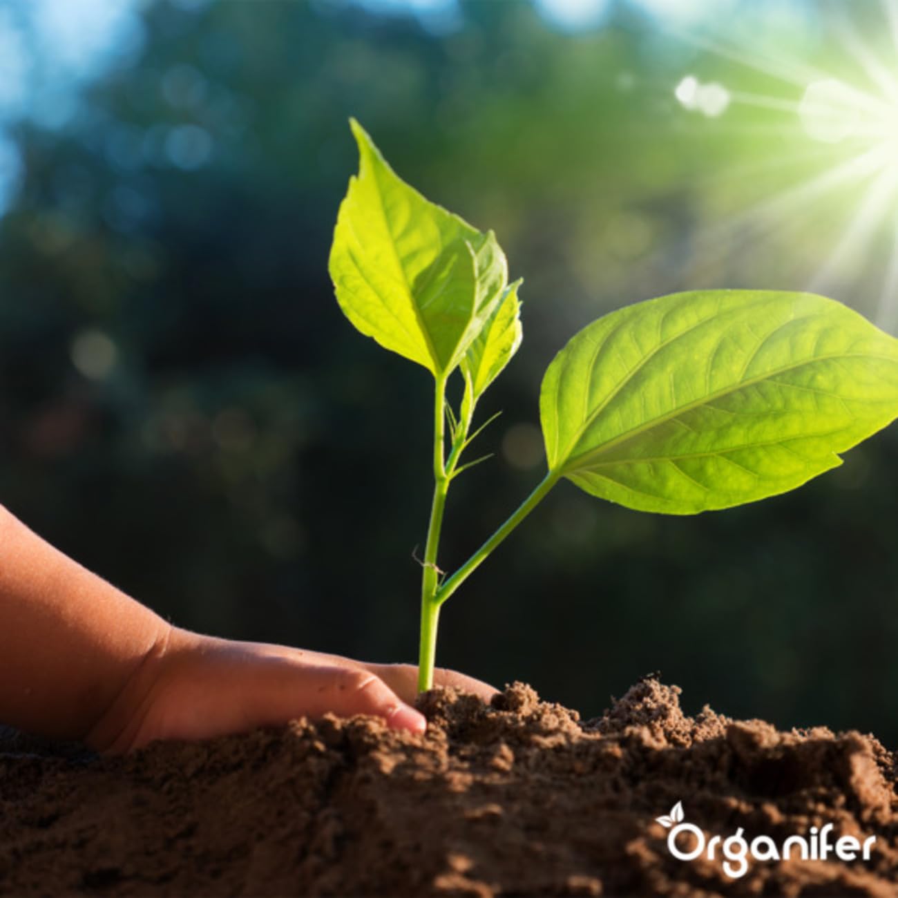 Organifer Kuhmistpellets 3in1 (20 kg - für 200 m2), Organischer Dünger, Natürlicher Bodenverbesserer, Nachhaltige Gartenarbeit, Umweltfreundlicher Dünger, Nährstoffreich, Rasenverbesserung 3