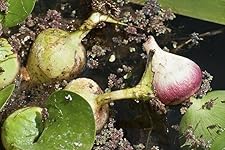 Review Image by Dragoneer Dragoneer