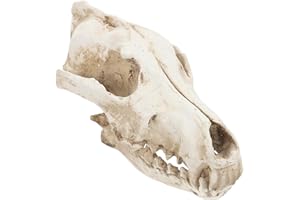 VEEMOON Wolf Skull, Real Animals Skulls Reptile Decor Resin Wolf Head Resin Craft Skeleton Model Animal Head Skeleton Model for Halloween Party Decor Ornament