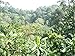 Paradise Mountain Organic Coffee, Thailand Dark Roast, USDA Certified Organic, Direct Trade, Whole Bean Coffee 16oz