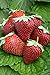 Homegrown Strawberry Seeds, 225, Organic Northern Everbearing