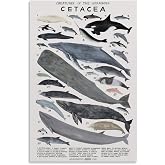 ARTJHCHYNB Cetacea Poster Creatures of The Infraorder Whale Knowledge Canvas Wall Art Aesthetic Decorative Painting Living Room Restaurants, Pool Halls And Classroomstyle 16x24inch(40x60cm).