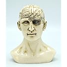 Fantasy Gifts Phrenology Human Head Skull Bust Sculpture Figurine Psychology Science Décor New