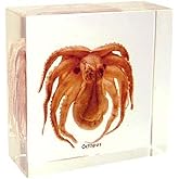 REAL BUG T502S Octopus Specimen Block, Small