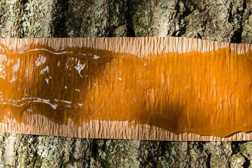 Tanglefoot Bundle 2 Products Tree Insect Barrier Tub + 8-Ounce Tangle-Trap Brush On Sticky Trap Coating - Thumbnail 7