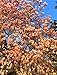Apricot Magnolia Tree Seeds 35 Seeds Upc 650327337435