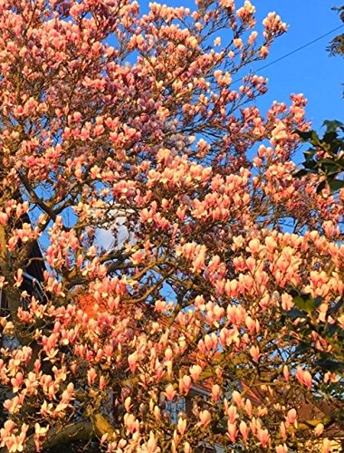 Apricot Magnolia Tree Seeds 35 Seeds Upc 650327337435