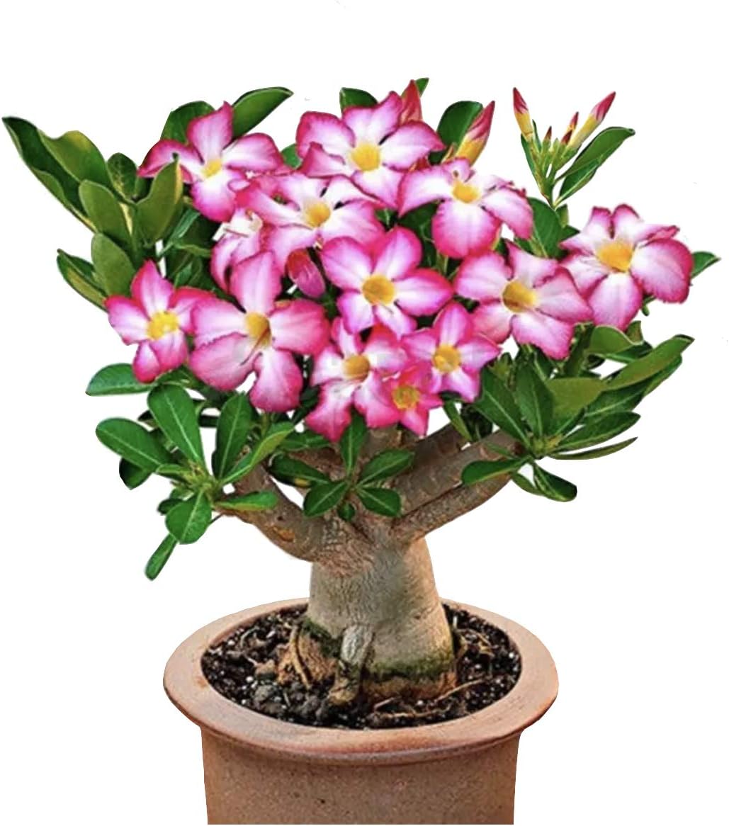Amazon Com Colibrox 2 Pink Desert Rose 1 Year Old Bare Rooted Baby Plant Caudex Bonsai Garden Outdoor