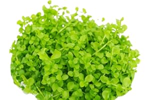 PLANTEREST Micranthemum Monte Carlo Compact Tissue Culture Vitro Cup Freshwater Carpet Live Aquarium Plants Decoration BUY2GET1FREE
