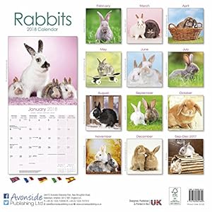 Rabbit Calendar - Cute Animal Calendar - Calendars 2017 - 2018 Wall Calendars - Animal Calendar - Rabbits 16 Month Wall Calendar by Avonside