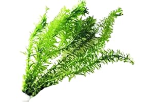 Anacharis Elodea Densa Tropical Live Aquarium Plants Freshwater Aquatic Pond Water Decorations 3 Days Live Guaranteed by Mainam