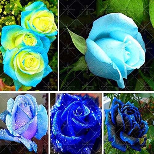 Amazon.co.jp： 100pcs/bag Rare Blue Rose seed Flowers Seeds Lover blue seeds Home Garden plants