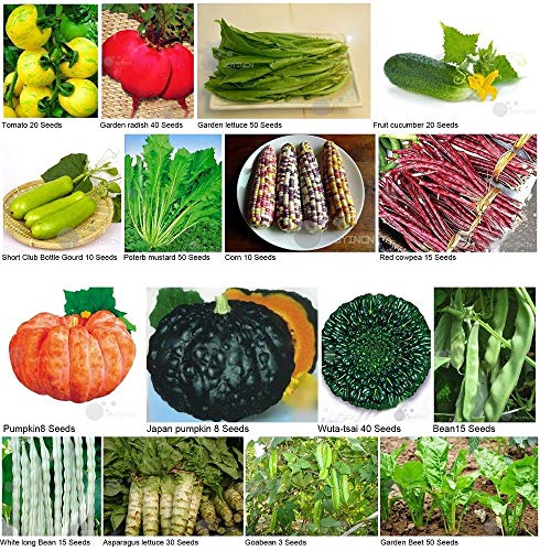 ASTONISH Seeds Package: Choy Sum 200 Seeds: Vegetable Seed Heirloom Non-GMO Seeds Bank Survival Organic Plant Garden