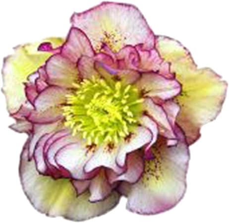 Winter Blumen Garten