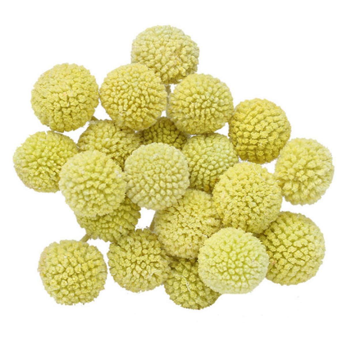 INVISIKAYAK Craspedia globosa Material Flower Immortal Eternal Flowers Gift (fruit green, 40pcs)