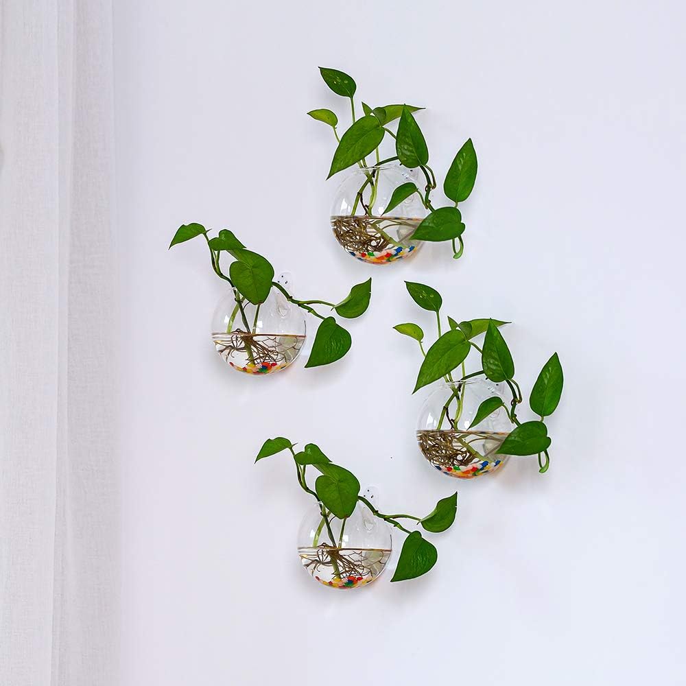 NUPTIO 6 Pcs Wall Hanging Glass Planters 10cm Diameter Round Glass Plant Pot - Image 5