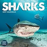 2017 Sharks Wall Calendar by