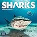 2017 Sharks Wall Calendar by