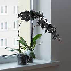 ICBOX 6PCS 41in Artificial Orchid Flowers Faux