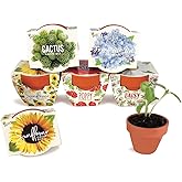 Buzzy Seeds Terracotta Mini Grow Pots | Herb, Plant, Flower Starter Kit for Kids & Adults | Assorted 6-Pack, Daydream Collect