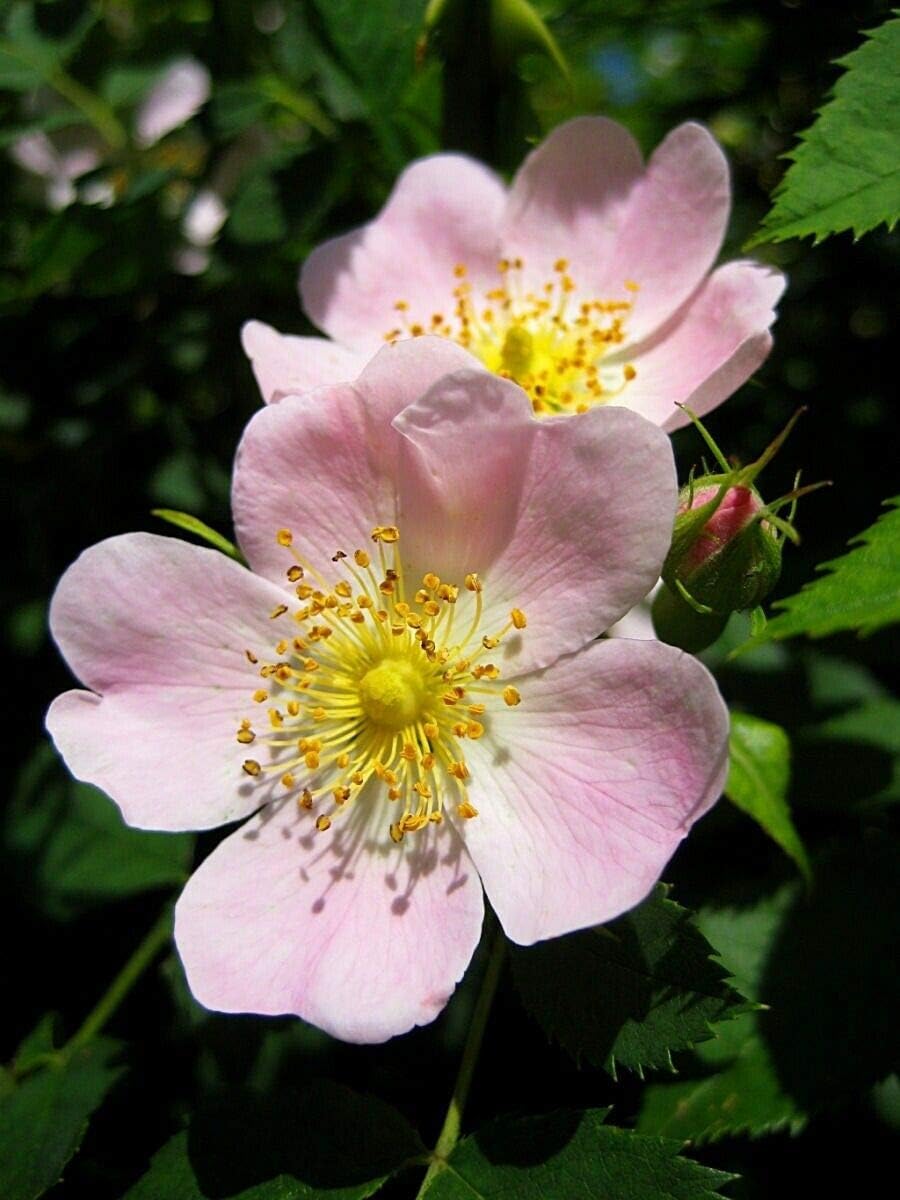 Rosa canina - Climbing Dog Rose - 50 Fresh (wafer) Seeds