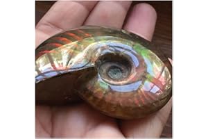 Crystal Decorations Madagascar Natural Iridescent Ammonite Ammolite Facet Specimen Mineral Stone Conch Paleontological Snail 