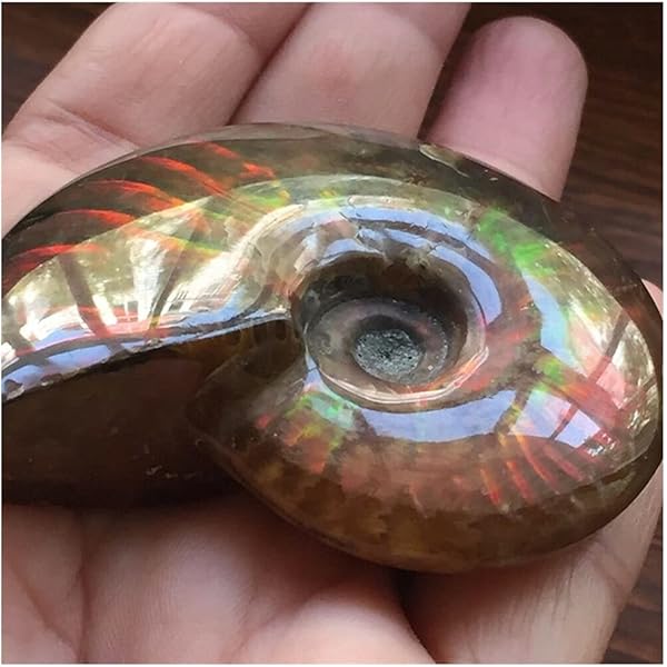 Ancient Life Force Stone Justinstones Natural Ammonite Fossil Pair