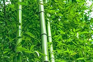 400+ Fresh Bamboo Seeds - Exotic Fast Growing Variety for Indoor/Outdoor Privacy Screen, Weather Resistant & Environmentally 