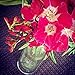 Original NALU TIBET -