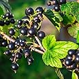 Black Currant Bush Live Plant, Black Currant Plant Live for Planting Sweet Current Shrub 2 Year Old, Currant Berries, 18 Inch Height