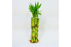 ATHENA'S GARDEN Bamboo Stalks with Shoots, 10"