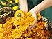 Weleda Calendula Bar Soap, 3.5 Ounce, Plant Rich Cleanser with Calendula and Chamomile