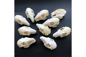 CLLOEAT Taxidermy Real Rabbit Skull Animals Skulls, Real Bones Specimen, Taxidermy Supplies for Science Education, Special Gift, DIY Home&Office Decor (10)