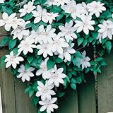 CLEMATIS HENRYi - Pure White  10+Perennial Seeds