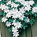 CLEMATIS HENRYi - Pure White 10+Perennial Seeds