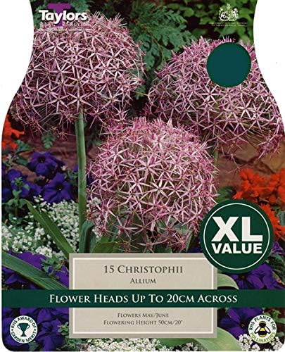 Taylors 15 Allium Christophii Bulbs