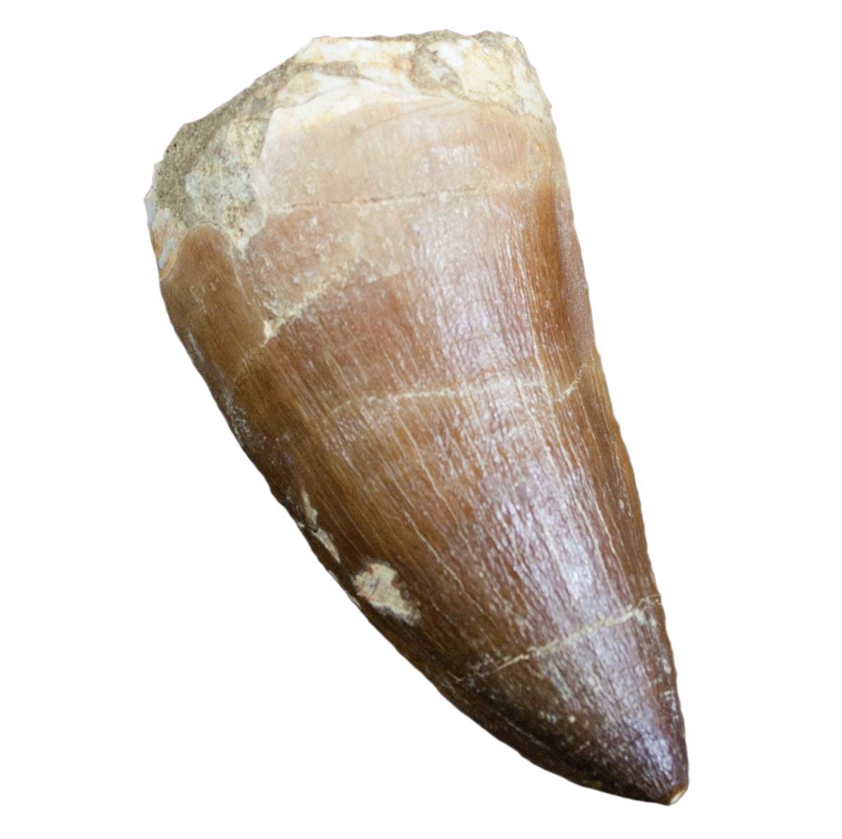 Real FOSSIL MOSASAUR TOOTH - Excellent Fossil - Creataceous Period (65 Million Years+) - FOSSIL DINOSAUR TOOTH - Great Gift Idea