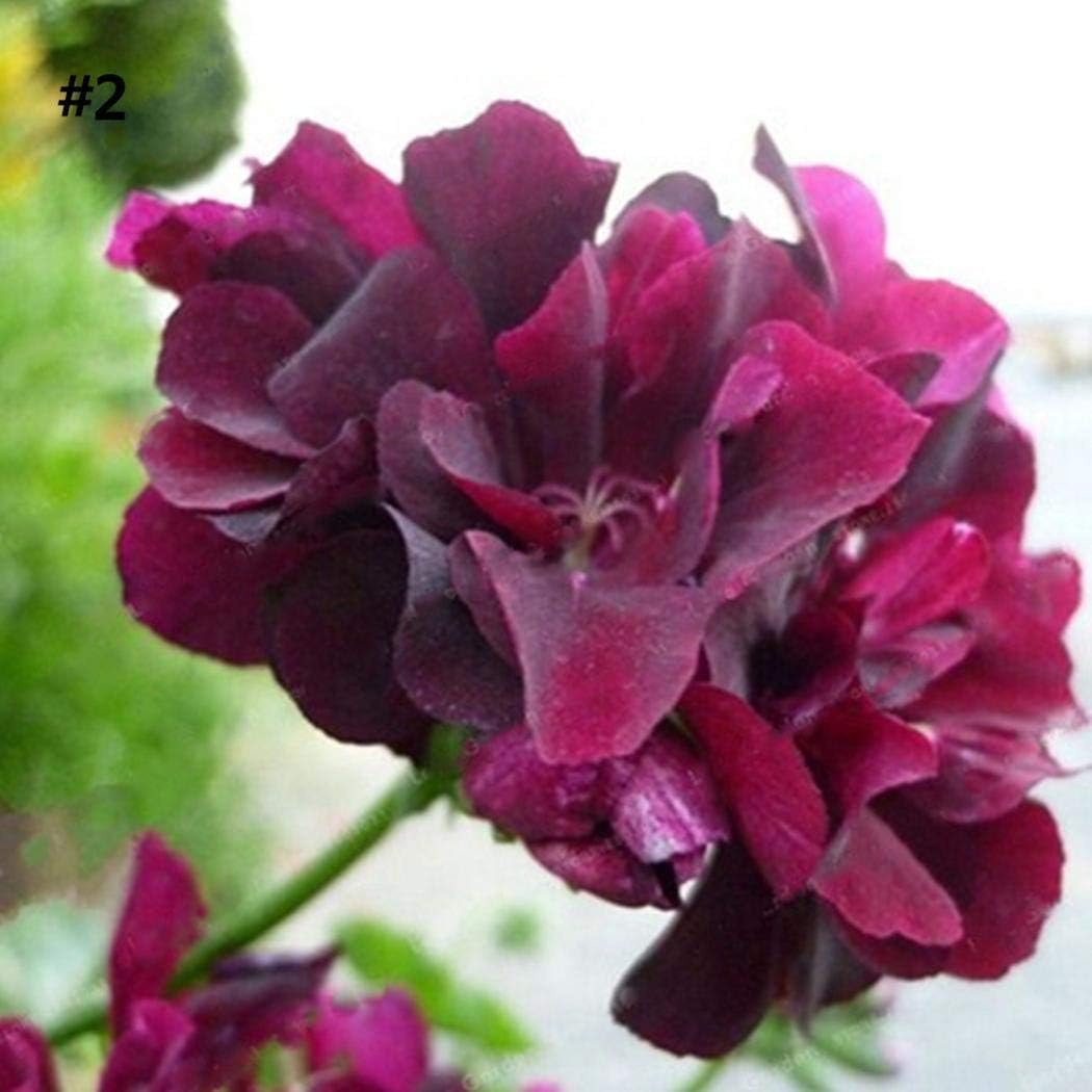 ADOLENB Seeds 10 Pieces Rare Geranium Seed Appleblossom Rosebud Pelargonium Flowers Seeds Plant Bonsai Garden Potted Plant Perennial Hardy