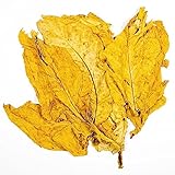 havanah GOLD TOBACCO *SMOOTH*10 SEEDS*Very rare*